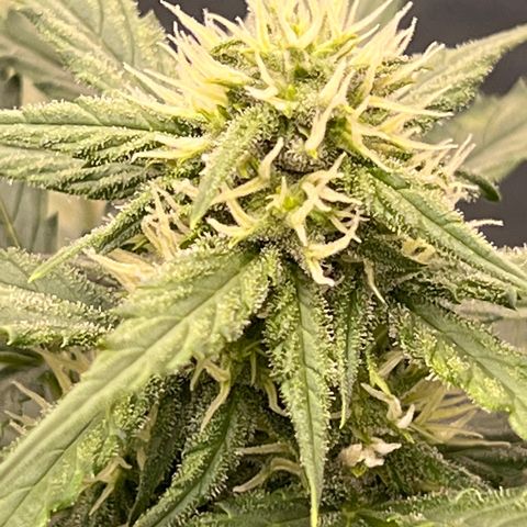 Mimosa Cake Auto growlog timeline photo