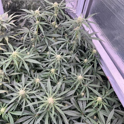 Wedding Glue Auto growlog timeline photo