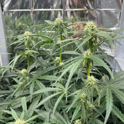 Wedding Glue Auto growlog timeline photo