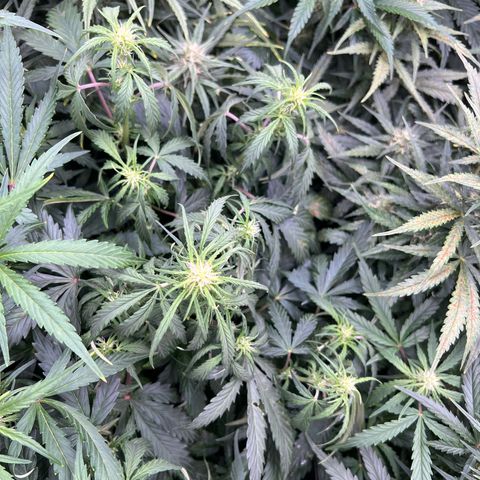 Hawaii Maui Waui Automatic growlog timeline photo