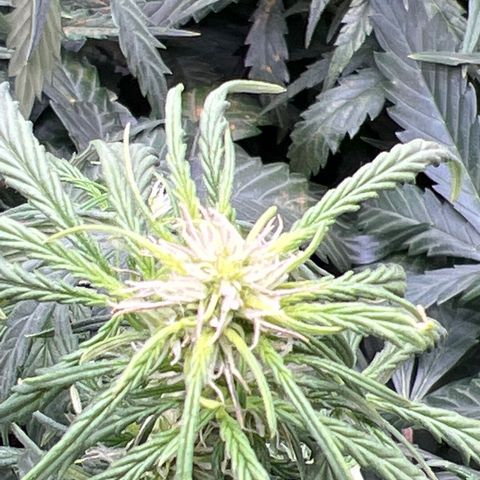 Hawaii Maui Waui Automatic growlog timeline photo