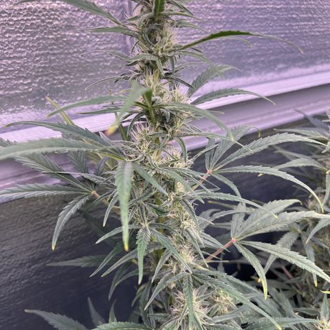 Blueberry Kush Automatic growlog timeline photo