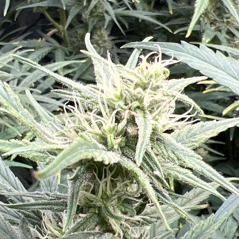 Blueberry Kush Automatic growlog timeline photo