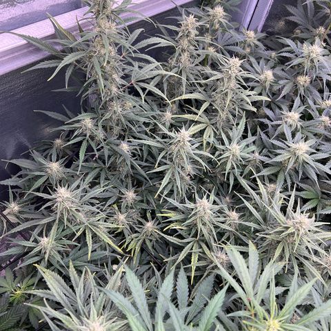 Blueberry Kush Automatic growlog timeline photo