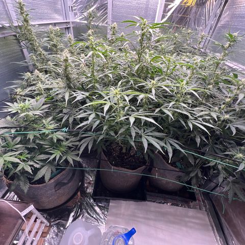 The volunteer (Maui Waui) growlog timeline photo