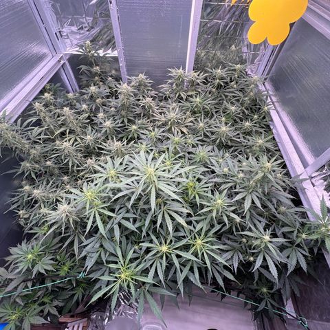 The volunteer (Maui Waui) growlog timeline photo