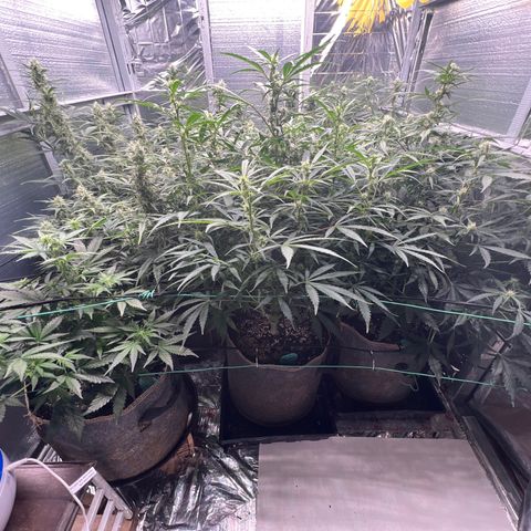 The volunteer (Maui Waui) growlog timeline photo