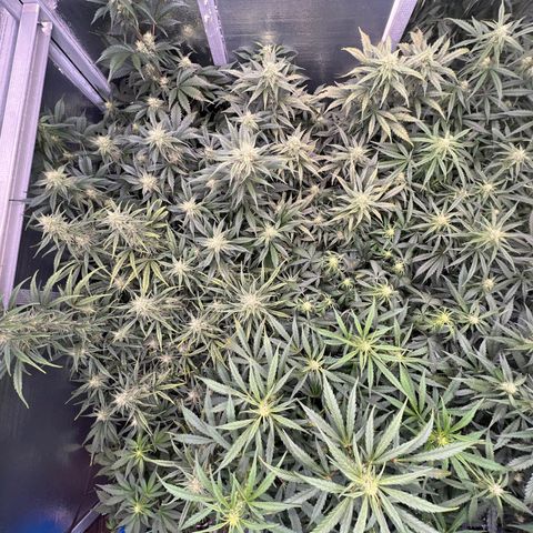 The volunteer (Maui Waui) growlog timeline photo
