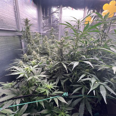 The volunteer (Maui Waui) growlog timeline photo