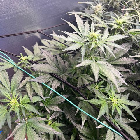 The volunteer (Maui Waui) growlog timeline photo