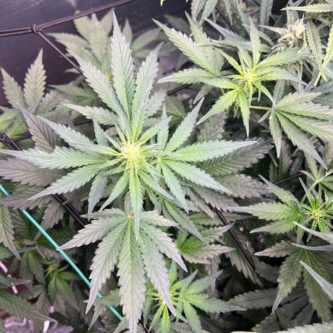 The volunteer (Maui Waui) growlog timeline photo