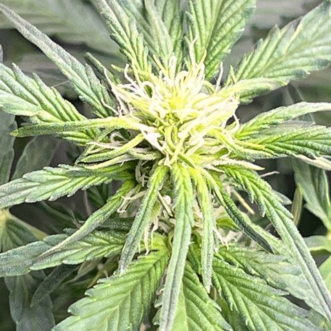 The volunteer (Maui Waui) growlog timeline photo
