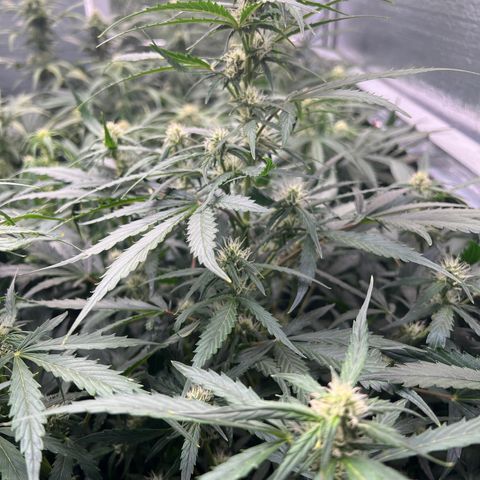 Maui waui 2 growlog timeline photo