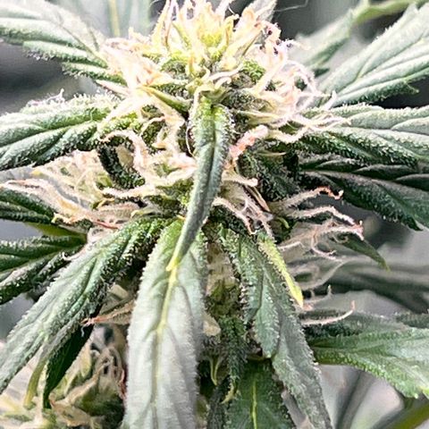 Maui waui 2 growlog timeline photo