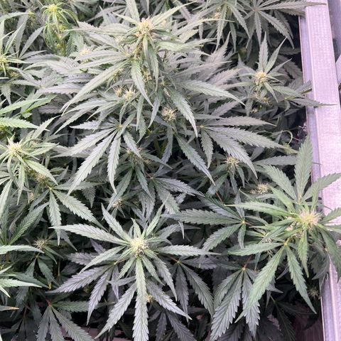 Maui waui 2 growlog timeline photo