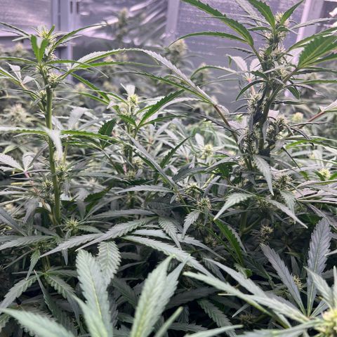 Original Auto Jack Herer growlog timeline photo