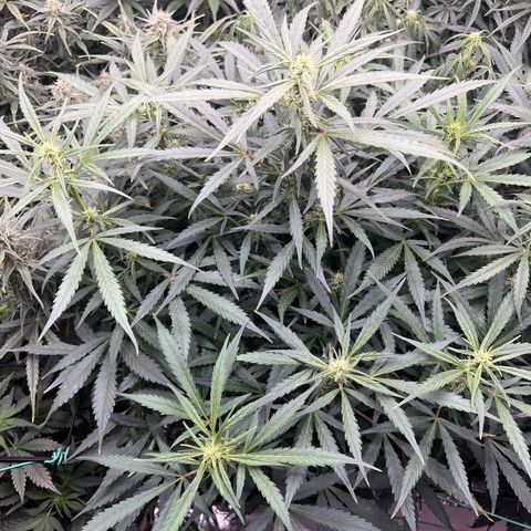 Original Auto Jack Herer growlog timeline photo