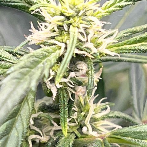 Original Auto Jack Herer growlog timeline photo