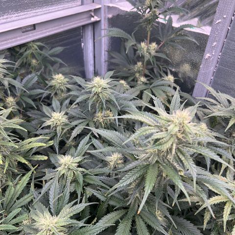 Arctic Sunset growlog timeline photo