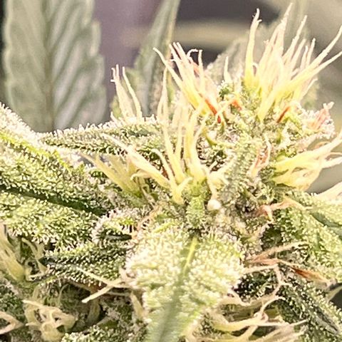 Arctic Sunset growlog timeline photo