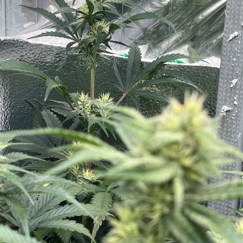 Arctic Sunset growlog timeline photo