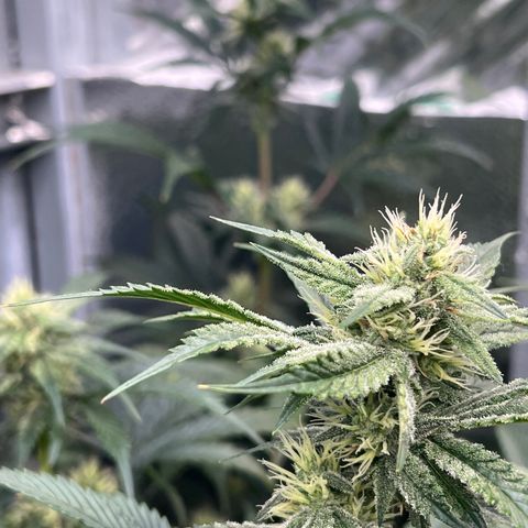 Arctic Sunset growlog timeline photo