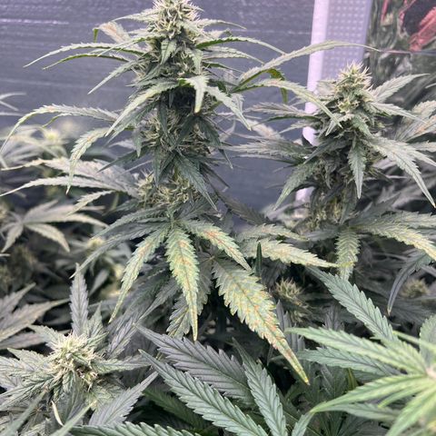 Mimosa Cake Auto growlog timeline photo