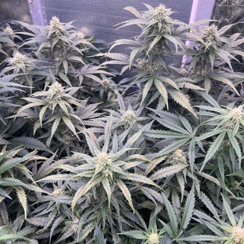 Mimosa Cake Auto growlog timeline photo