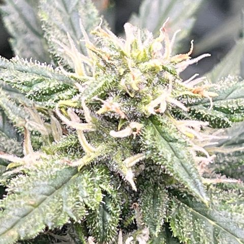 Mimosa Cake Auto growlog timeline photo