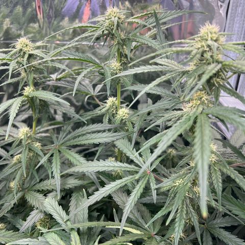 Wedding Glue Auto growlog timeline photo