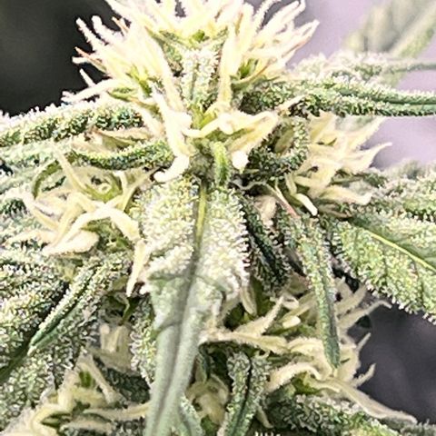 Wedding Glue Auto growlog timeline photo