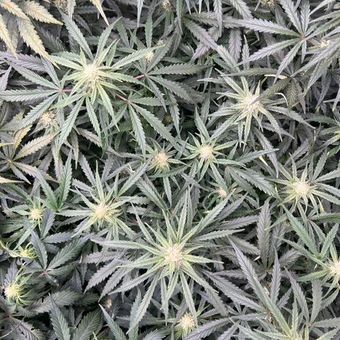 Wedding Glue Auto growlog timeline photo