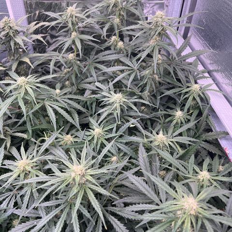 Wedding Glue Auto growlog timeline photo