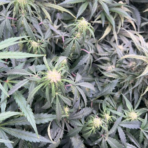 Hawaii Maui Waui Automatic growlog timeline photo
