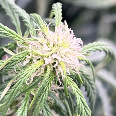 Hawaii Maui Waui Automatic growlog timeline photo