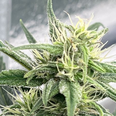 Blueberry Kush Automatic growlog timeline photo
