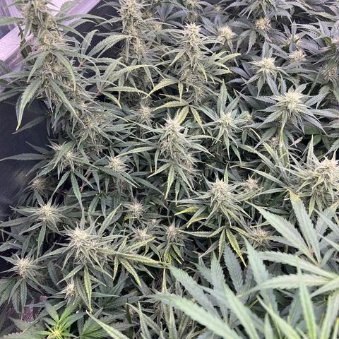 Blueberry Kush Automatic growlog timeline photo