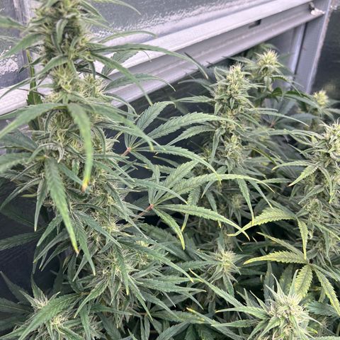 Blueberry Kush Automatic growlog timeline photo