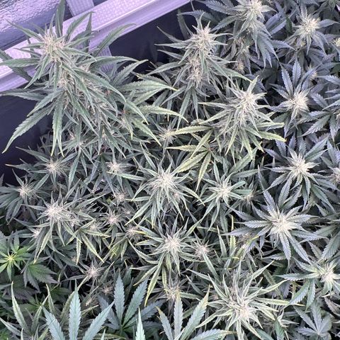 Blueberry Kush Automatic growlog timeline photo