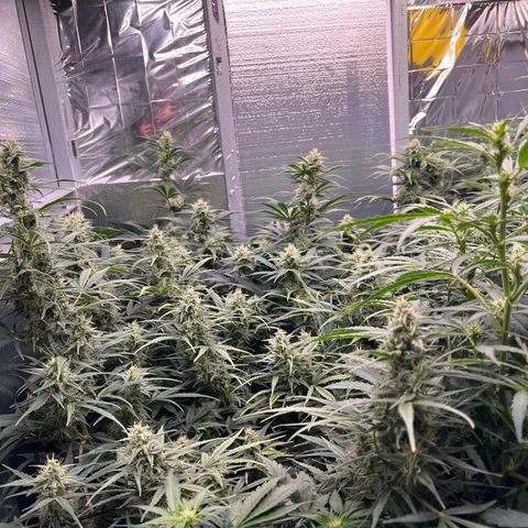 The volunteer (Maui Waui) growlog timeline photo