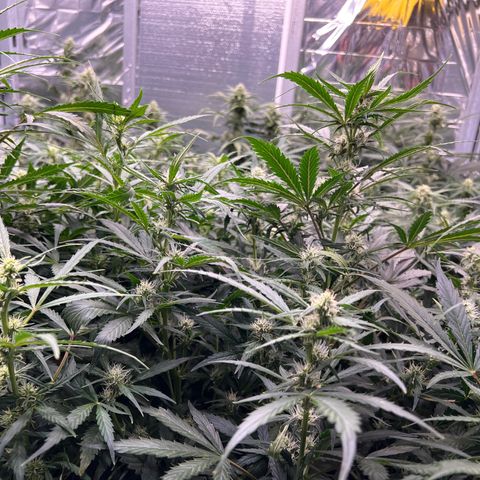 The volunteer (Maui Waui) growlog timeline photo