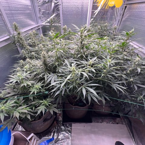 The volunteer (Maui Waui) growlog timeline photo