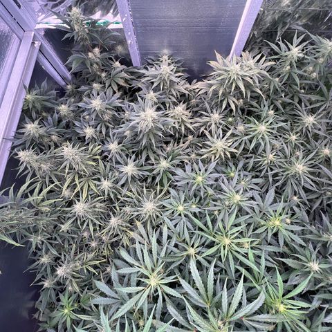 The volunteer (Maui Waui) growlog timeline photo