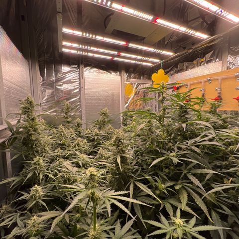 The volunteer (Maui Waui) growlog timeline photo