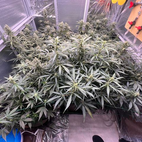 The volunteer (Maui Waui) growlog timeline photo