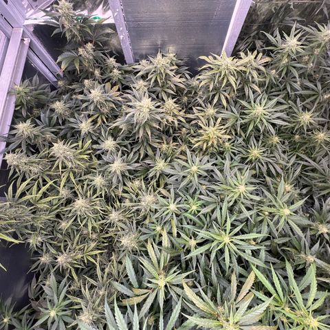 The volunteer (Maui Waui) growlog timeline photo