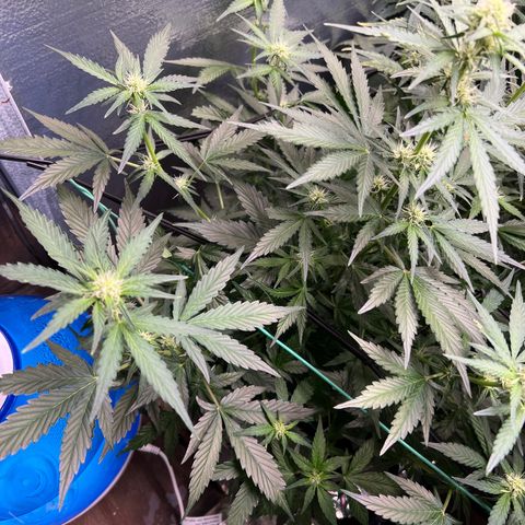 The volunteer (Maui Waui) growlog timeline photo