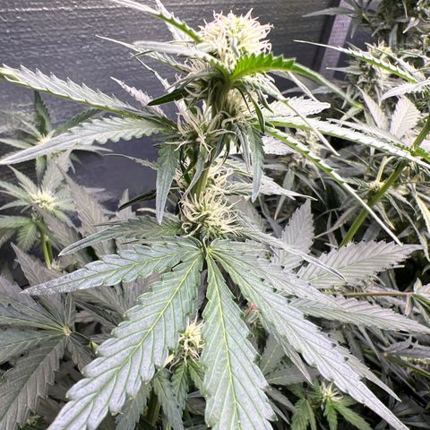 The volunteer (Maui Waui) growlog timeline photo