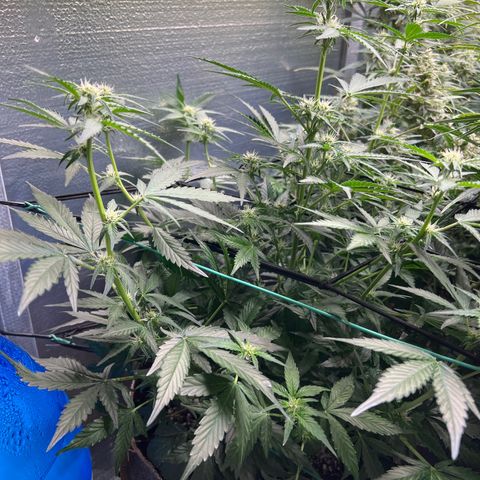 The volunteer (Maui Waui) growlog timeline photo