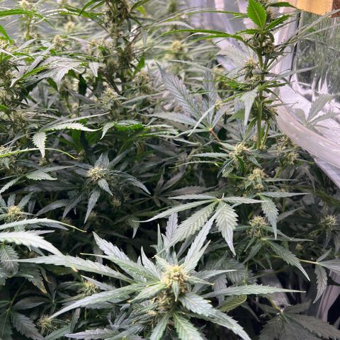 Maui waui 2 growlog timeline photo